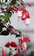 9 4. Bakom minnesstenen veteranerna, Fredsbaskrarna Inspiration: Napoleonbakelse. Fuchsia x hybrida Umeå. Gaura lindheimeri Sparkle White 3.