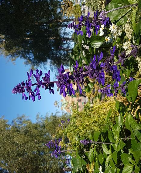 Daggsalvia, Salvia longispicata x farinacea Mystic Blue Spires, prydde förra året Rådhusesplanaden.