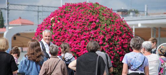 4 Sommarblommor i Umeå centrum Varje år smyckar Umeå kommun staden med runt 0 000 sommarblommor av ett par hundra olika sorter från våra egna växthus.