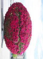 Växtlistor 7 I år har sommarblomsplanteringarna utformats med inspiration av olika bakverk och godissorter.