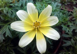 8. Urnor framför buss- och järnvägsstationen Inspiration: Citronmarängpaj. Dahlia Seattle. Cosmos bipinnatus Xanthos 3. Nicotiana sanderae Perfume White 4.