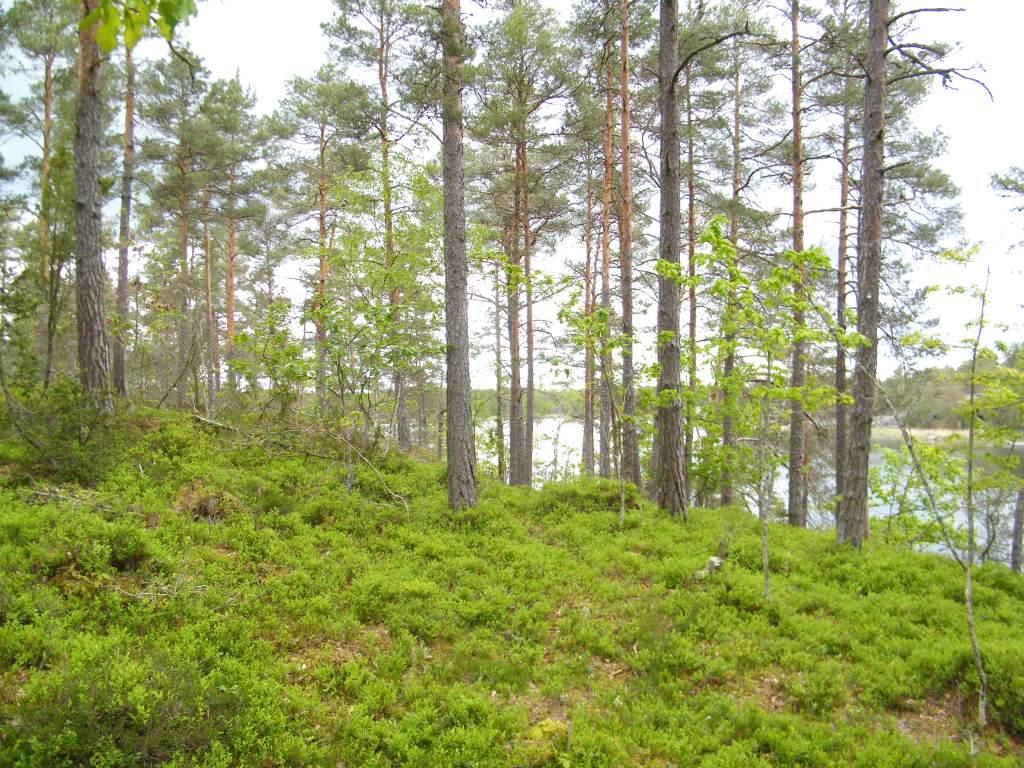 Västervik Källviken 1:1, 2:1 Om Skog & Lantbruk Skog & Lantbruk är ett rådgivningsföretag som arbetar med följande tjänster inom jord och skog: - Fastighetsförmedling - Generationsskifte -
