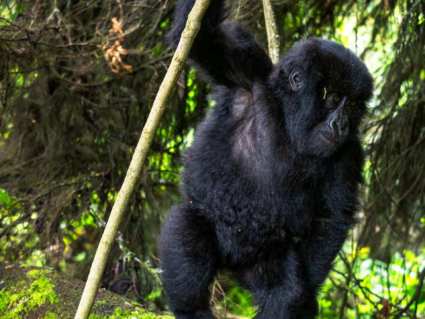 Har du sett dem? Dokumentärerna om bergsgorillorna i de dimhöljda bergen?