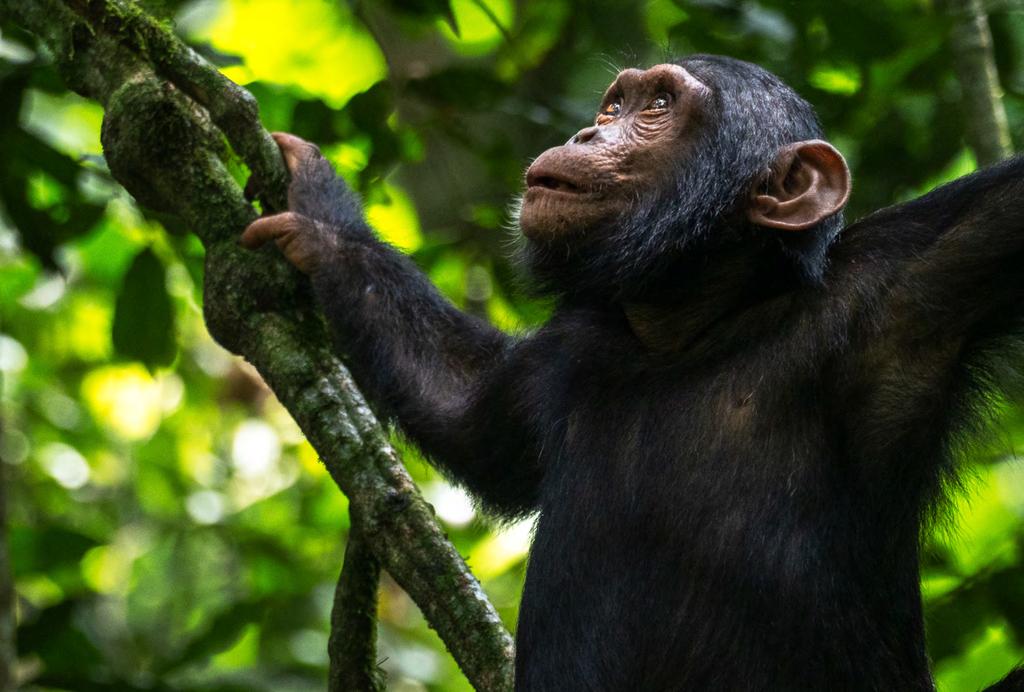 Schimpans i Kibale nationalpark. Regnskogen - världens lungor. Vi kommer på denna fotoresa till Uganda vistas i två olika typer av biotoper. Den ena är regnskog och den andra är savann.