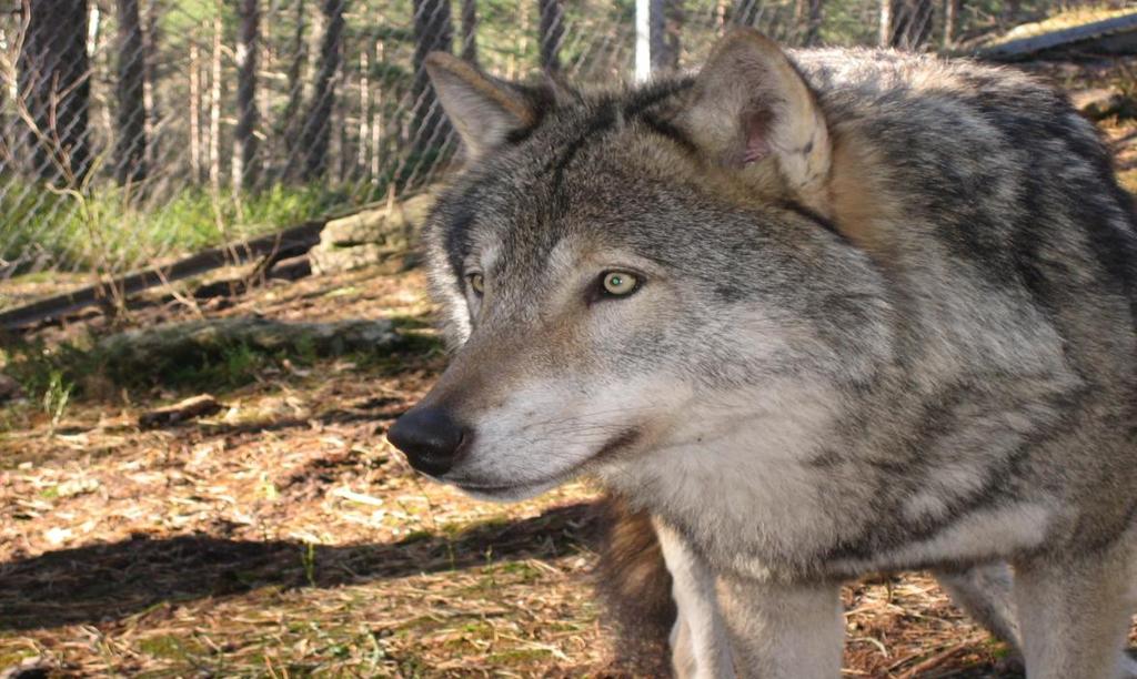 Men trots ändringar i lagstiftningen med större möjligheter till skyddsjakt och licensjakt finns det människor som är mycket missnöjda med vargens närvaro och oroade över att konflikterna kan komma