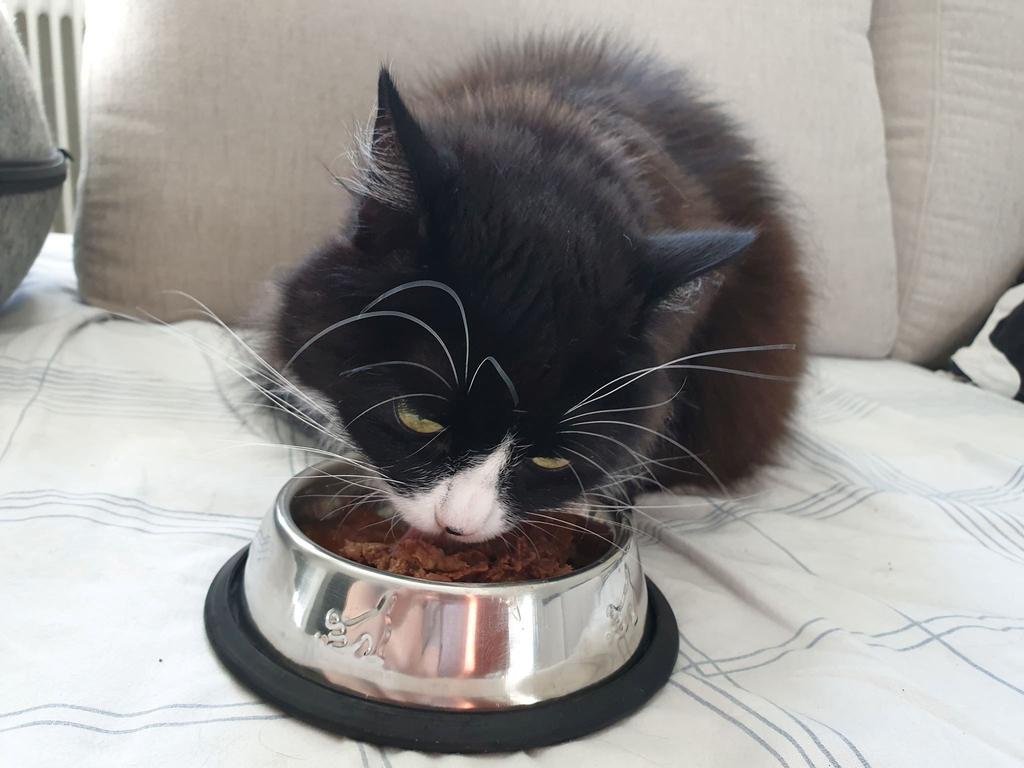 Extra viktigt är det under varma sommardagar och därför är det bra att under denna period ge katten våtfoder med extra