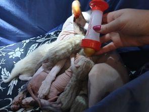 Men deras mamma va hårig, på henne letade de efter hårlösa ställen som det blir runt spenarna,