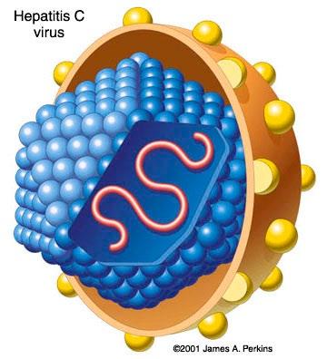 Hepatit C