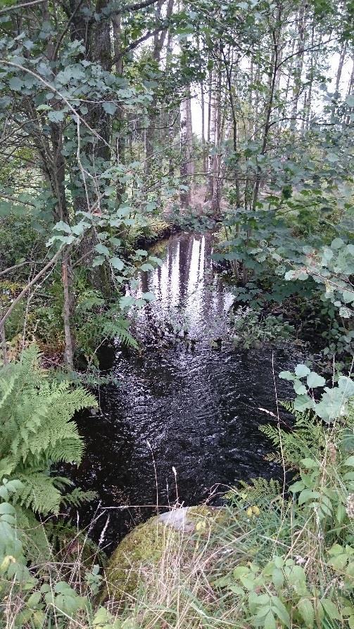 ett mycket vackert inslag men hyser inga högre naturvärden för vattenorganismer eftersom den troligen torkar ut under torrperioder.