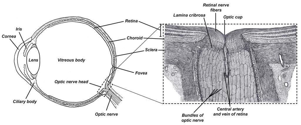 4 (23) glaucoma patients show optic disk defects before visual field loss occurs. Sommer et al.