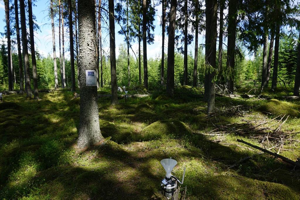 Kvisterhult (U 04) Yta med granskog, planterad 1920, med inslag av tall på finkornig moränmark, där
