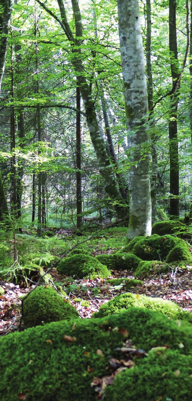 Spillkråka Här hittar du tystnaden eller kanske inte... Naturen har så många ljud. Vågorna och vinden. De gamla träden som knarrar.