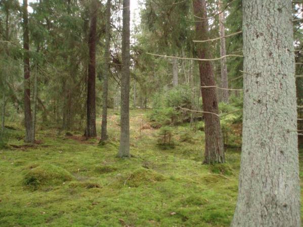 Inga registrerade fornlämningar finns i området, men naturreservat är inte fullt ut kartlagt.