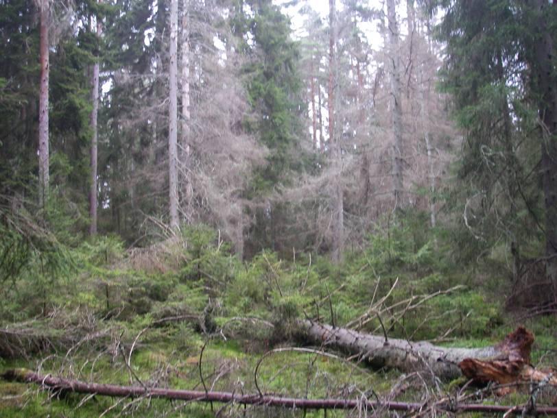 Hela skötselområdet klassas som västlig taiga (Natura 2000-naturtyp 9010) som bedöms ha god bevarandestatus.