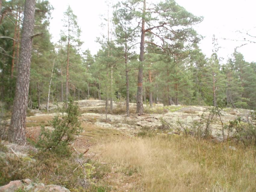 I fall dikena pluggas för att återställa den naturliga hydrologin är det viktigt att effekterna av dessa åtgärder analyseras innan fler skötselinsatser genomförs. Tallrismosse inom skötselområde 1 2.