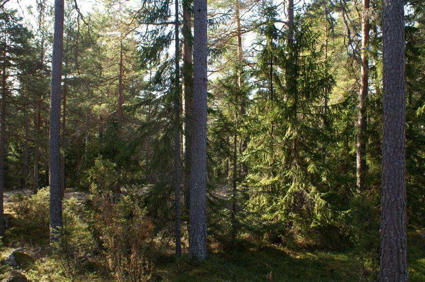 Löpande skötsel: Delområdena 2A: Eventuellt återkomma efter 10 år och skapa ytterligare lågor på enstaka platser för att gynna raggbock.
