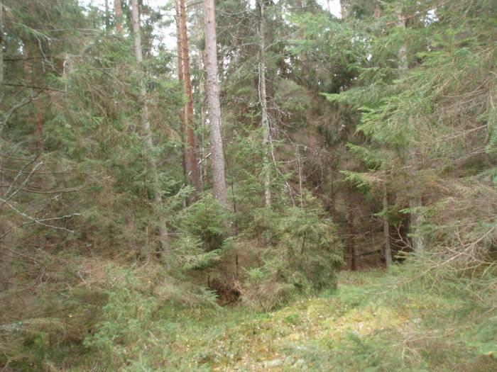 Löpande skötsel: Effekterna av ev. tidigare genomförda restaureringsåtgärder behöver utvärderas innan ev. kompletterande skötselåtgärder kan bli aktuella.