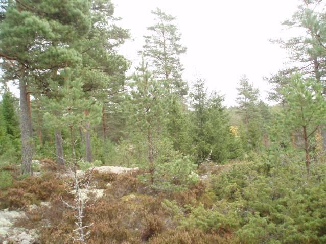 För övrigt ska området lämnas för fri utveckling. Löpande skötsel: Var 10