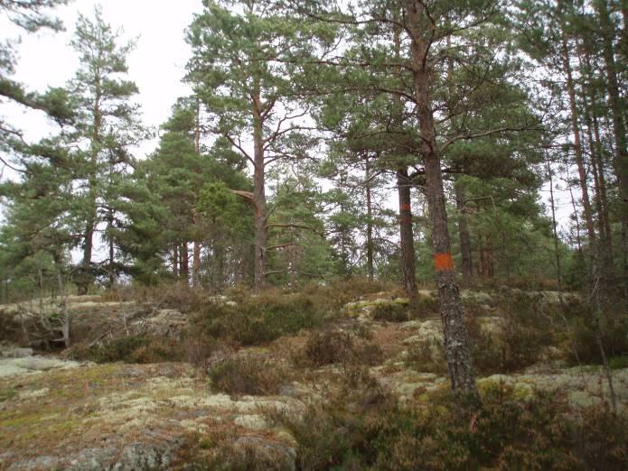 2.1.8 Skötselområde 7 - Friluftsanläggningar Beskrivning Anläggningar för friluftslivet finns idag i form av Östgötaleden som passerar den norra delen av reservatet och en rastplats som har använts