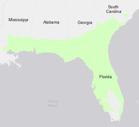 Figure 3. The natural range of slash pine. Slash pine has a rapid early growth and has good properties for a range of products such as fiber, lumber, poles and pine straw (Barnett & Sheffield 2004).