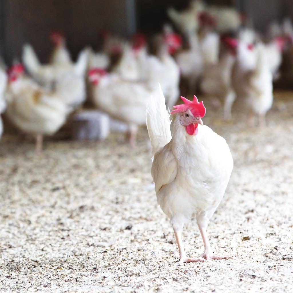 Så lever de svenska värphönsen I Sverige har vi fyra olika godkända system för att producera ägg.