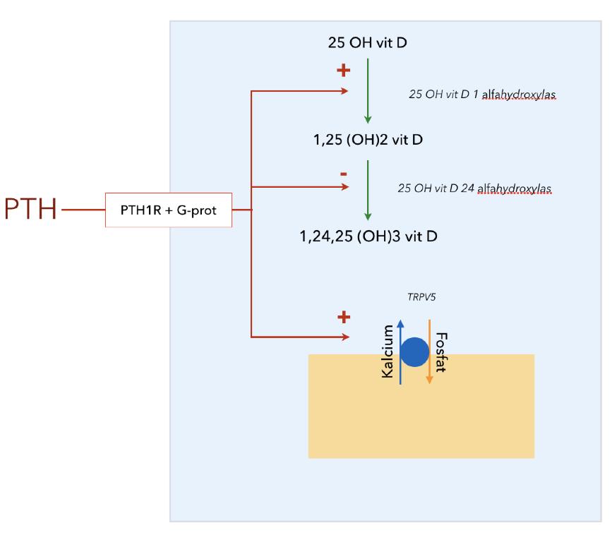 Ca 2 Minskad signalering via CaSr Minskad sekretion Minskad mobilisering av