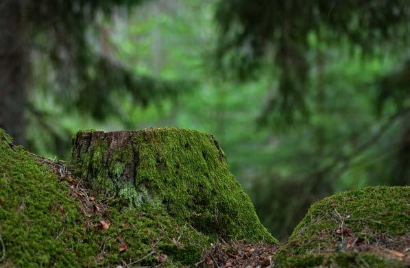Nytta för skogen Mostphotos Vår nytta för biologisk mångfald i skogen I länder som Sverige, Finland, Estland och Lettland, där mer än hälften av ländernas yta täcks av skog, är skog och skogsbruk en