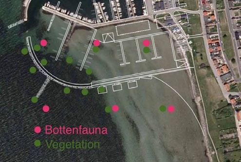 Bottenfauna Resultaten och bedömningen av bottenfaunan på de sex punkterna sammanfattas i nedanstående tabell.