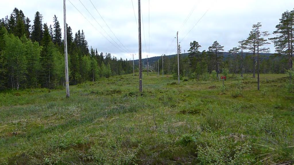 Fjällskogarna utgörs huvudsakligen av barrblandskog. På kalfjällets hedar växer täta mattor av renlav som en följd av frånvarande renbete.