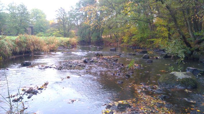 Rönne å vattenkontroll 216 - Bottenfauna Vattensystem: Vattendrag/namn: Provpunktsbeteckning: RÖNNE Å Bäljaneå, nedstr Klippan RO Provdatum: Lokaltyp: Å 216--18 Naturligt/grävt: naturligt Koordinater