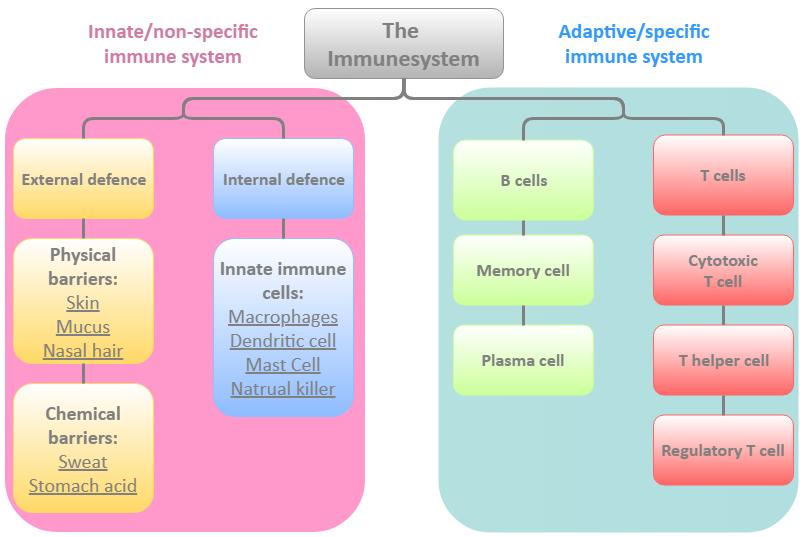 Fig. 1.1: An overview of a simplified version of the human immune system showing both the innate (left side) and the adaptive (right side) part of the immune system.