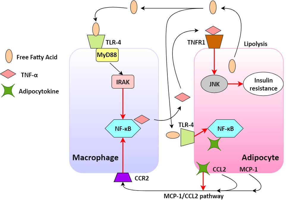 inflammatory (18). NF-κB is regulating the TNF-α gene expression at a transcriptional level and is thus essential for the production of TNF-α mrna (13).