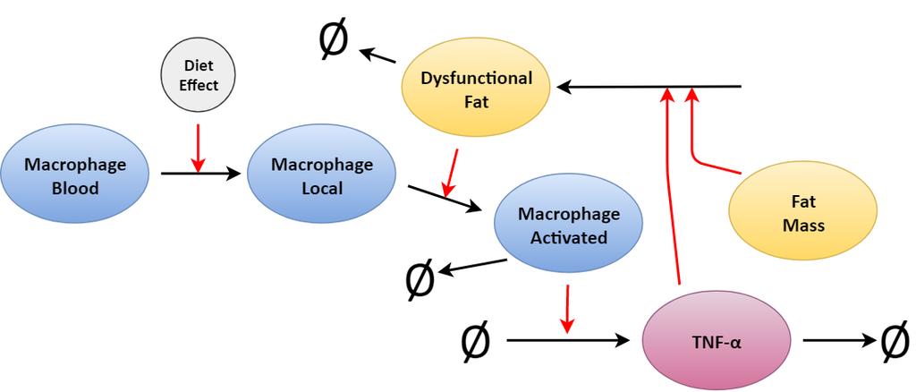 Fig 3.1: An overview of the inflammation module. The black arrows are reactions where a concentration of something is converted to something else whilst red arrows are activating a reaction.