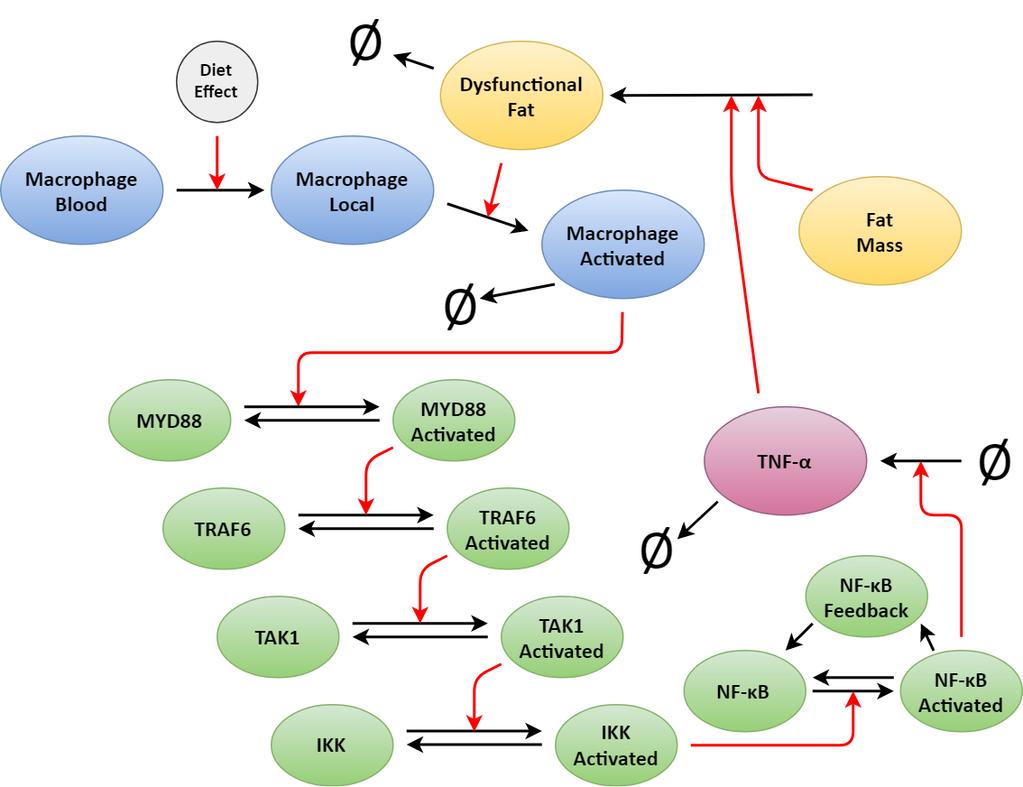 Fig 3.6: An overview with the addition of parts of the Lesshammar model to the inflammation module resulting in a more detailed version of the inflammation module.