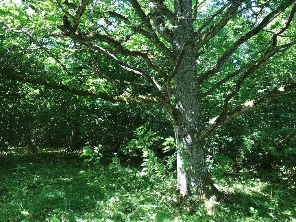 Naturvärdesobjekt 4 Naturvärdesklass: 2 Areal: 5,2 hektar Biotopvärde: Påtagligt Artvärde: Påtagligt Naturvårdsarter: Bäckbräsma, ormbär, strutbräken, lundarv, kärrfibbla, krushättemossa,