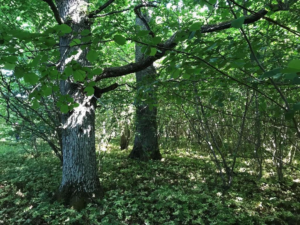 Naturvärdesobjekt 7 Naturvärdesklass: 3 Areal: 1,8 hektar Biotopvärde: Påtagligt Artvärde: Visst Naturvårdsarter: Nattviol, krushättemossa, kärrfibbla, ask Beskrivning: Naturvärdesobjekt 7 utgörs av