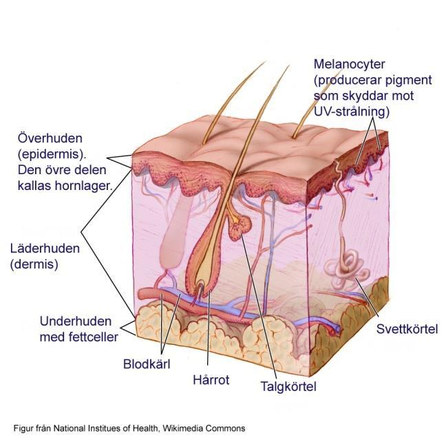 Hudsjukdomar dermatologi och venereologi Andreas Sonesson, kursledare