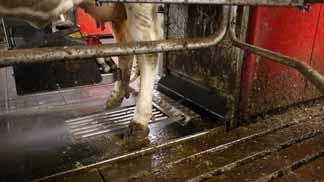 Dvs 25 kg kopprsulft 25% täcker behovet för 60