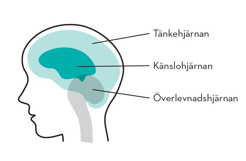 HJÄRNANS