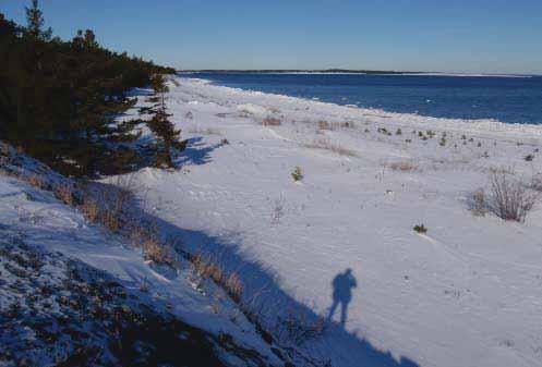 Södra gattet Mark generellt. Principskiss placering av byggnad, Södra gattet. Längs med strandlinjen löper en bred och öppen stenstrand som övergår i gles tallskog inåt land.