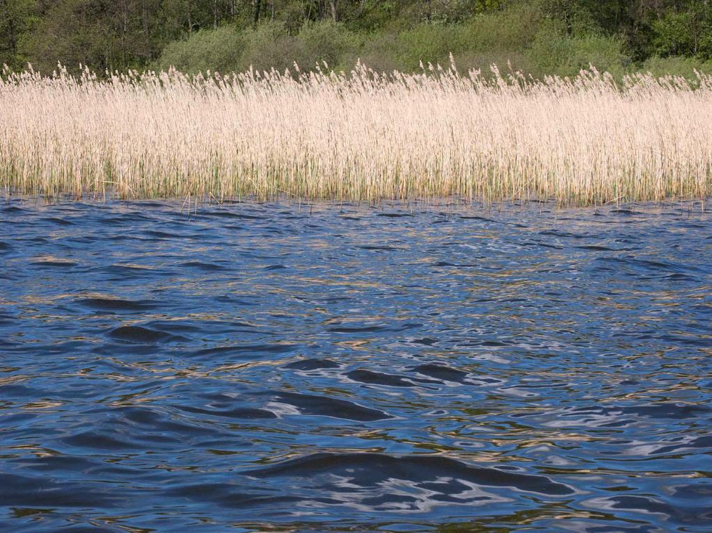 µg/l 4000 3500 3000 Ringsjön, ytprover, totalkväve, sommarmedelvärden (juni-september) Sätoftasjön Östra Ringsjön Västra Ringsjön 2500 2000 Sätoftasjön & Ö Ringsjön & V Ringsjön 1500 1000 500 0 1975