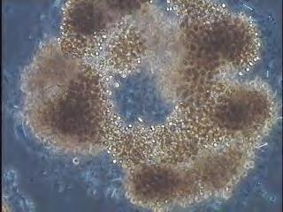 Växtplanktonbiomassan varierade mycket både mellan månaderna och mellan de olika bassängerna. De största biomassorna uppmättes under augusti-oktober.
