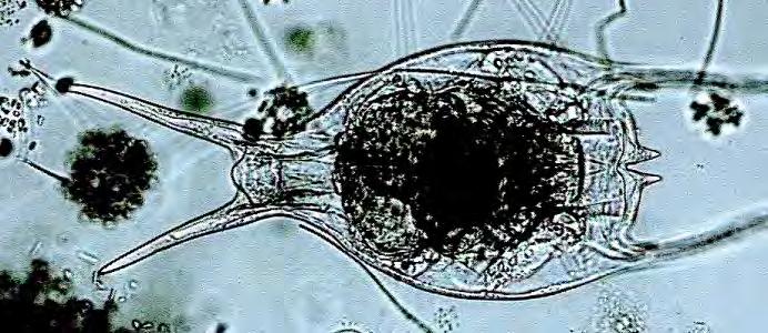Av djurplankton, noterades flest antal individer/l i Sätoftasjön och Östra Ringsjön i augusti, samt i Västra Ringsjön i maj.