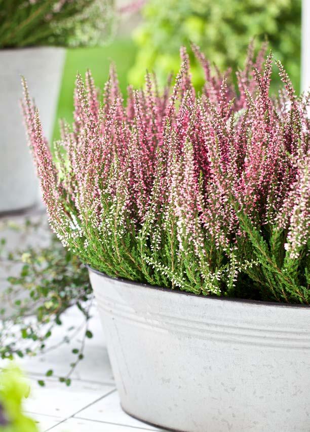 MEDLEMSPRIS 9 90 PERENN LJUNG Calluna vulgaris ø9 cm kruka.