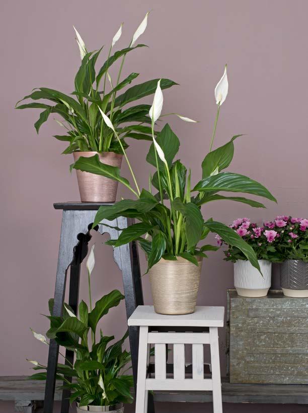 MEDLEMSPRIS 39 90 FREDSKALLA Spathiphyllum wallisii