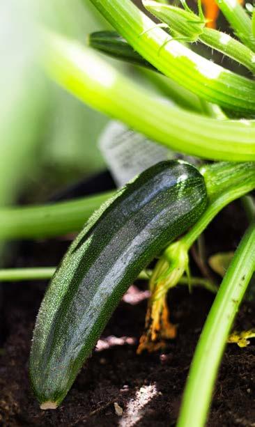 3F Ö R TOMAT- PLANTOR Solanum lycopersicum Välj bland flera sorter. Ord.