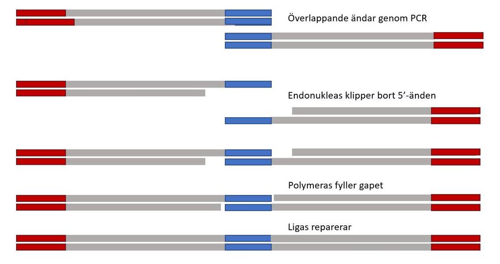 3.1.3 Gibsonkloning Gibsonkloning användes vid plasmidkonstruktionen för att sammankoppla DNA-fragment som tidigare skapats med PCR.