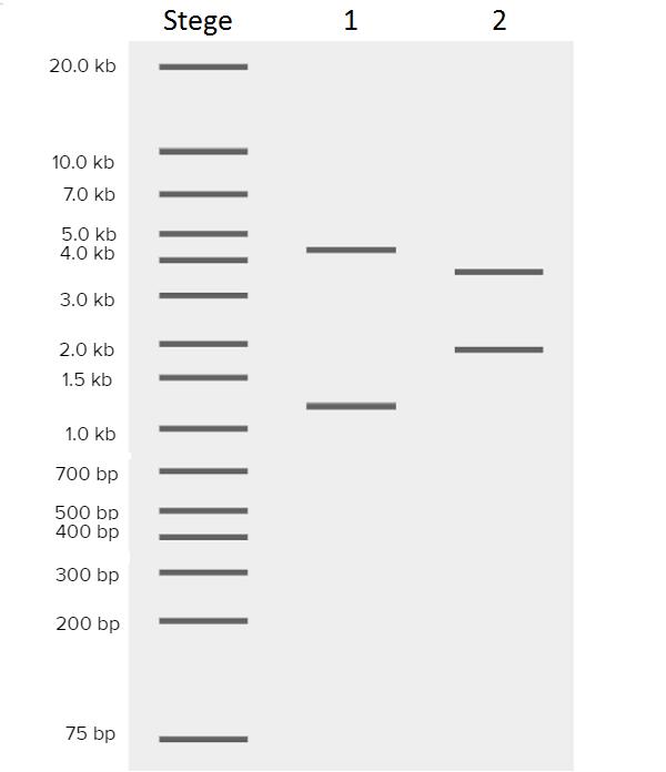 4 Resultat och diskussion Utifrån syftet att designa en biosensor genom att introducera Y. lipolyticas n-alkaninducerade system, kopplat till ett GFP-uttryck i S.