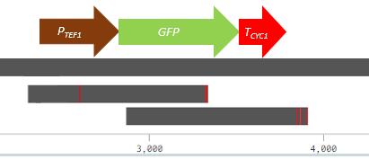 Två olika restriktionsenzym var tvungna att användas för p413tef-serien, då skillnaden mellan psense0 (kontroll) och psense6b inte kunde klargöras med PvuII.