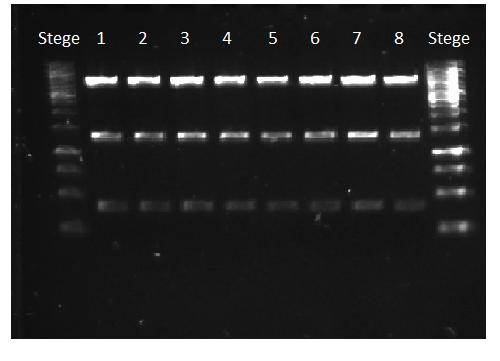 Tabell 18: Koncentrationerna, c, är uppmätta med en spektrofotometer efter varje plasmidrening. Koncentrationen är mätt i ng/µl.